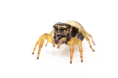 Beyaz arkaplanda Bleeker 'in zıplayan örümceğinin (Euryattus bleekeri) resmi. Böcek. Hayvan.