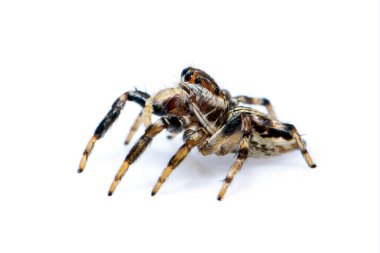 Beyaz arka planda izole edilmiş zıplayan örümcek görüntüsü. Böcek Hayvanları.