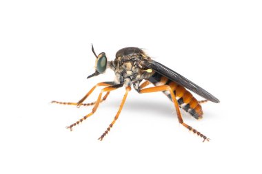 Asilidae familyasının resmi, aynı zamanda suikastçı sinekler olarak da adlandırılan bir soyguncudur. Beyaz arka planda. Böcek. Hayvan.