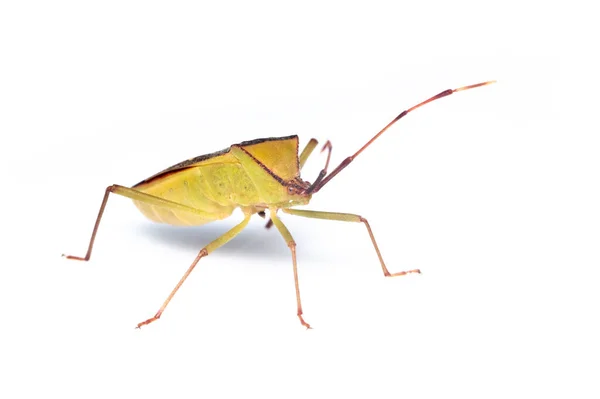 Imagen Del Insecto Vaina Leguminosa Verde Hemiptera Sobre Fondo Blanco — Foto de Stock