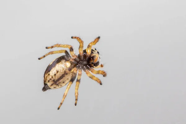 Bild Der Springenden Spinne Euryattus Bleekeri Auf Milchig Weißem Hintergrund — Stockfoto