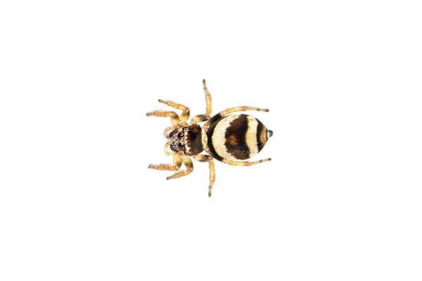 Imagen Araña Saltarina Euryattus Bleekeri Sobre Fondo Blanco Insecto Animales —  Fotos de Stock