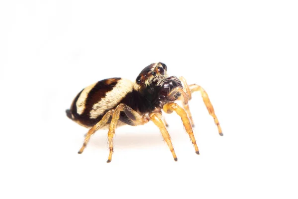 Bild Der Springenden Spinne Euryattus Bleekeri Auf Weißem Hintergrund Insekt — Stockfoto