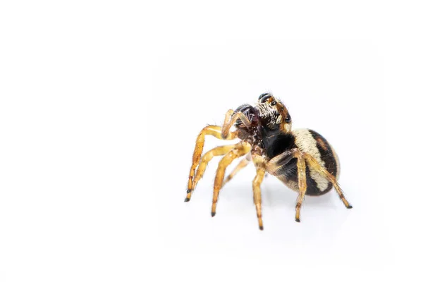 Зображення Стрибаючого Павука Euryattus Bleekeri Білому Тлі Комахи Тварин — стокове фото