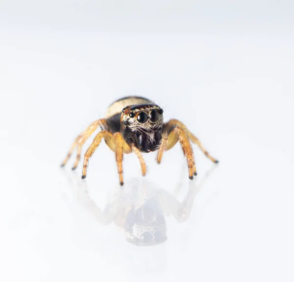 Image Bleeker Jumping Spider Euryattus Bleekeri White Background Insect Animal — Stock Photo, Image