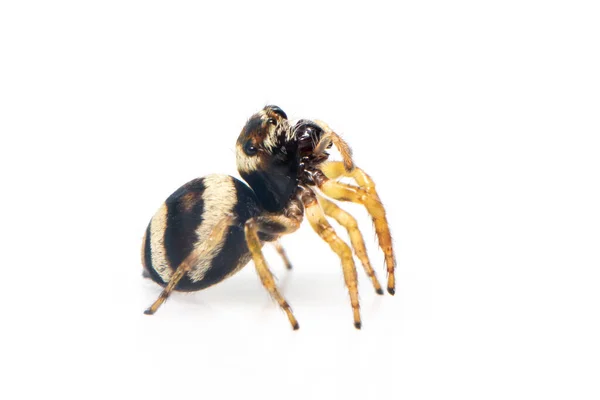 Imagem Aranha Saltadora Sangrador Euryattus Bleekeri Fundo Branco Inseto Animais — Fotografia de Stock