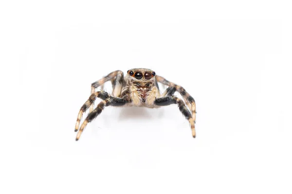 Εικόνα Άλματος Αράχνης Που Απομονώνεται Λευκό Φόντο Ζώο Εντόμων — Φωτογραφία Αρχείου