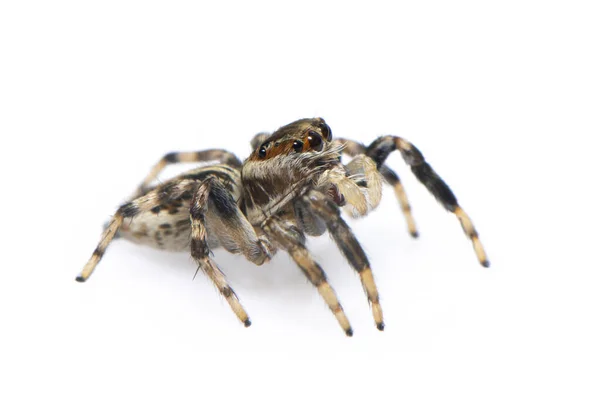 Bild Der Springenden Spinne Isoliert Auf Weißem Hintergrund Insektenleben — Stockfoto