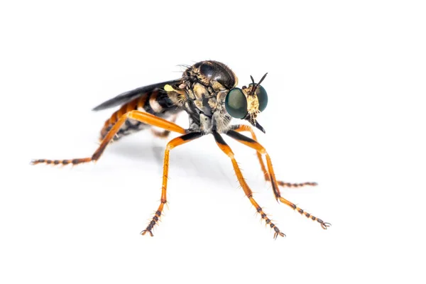 Image Asilidae Robber Fly Family Also Called Assassin Flies White — Stock Photo, Image