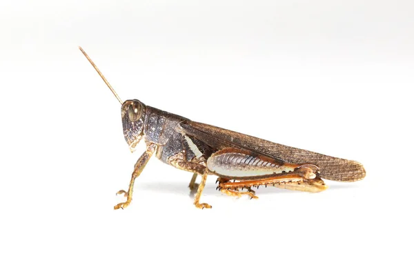 Imagen Saltamontes Banda Blanca Stenocatantops Splendens Aislados Sobre Fondo Blanco — Foto de Stock