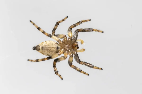 Obrázek Skákajícího Pavouka Izolovaného Bílém Pozadí Hmyzí Zvíře — Stock fotografie