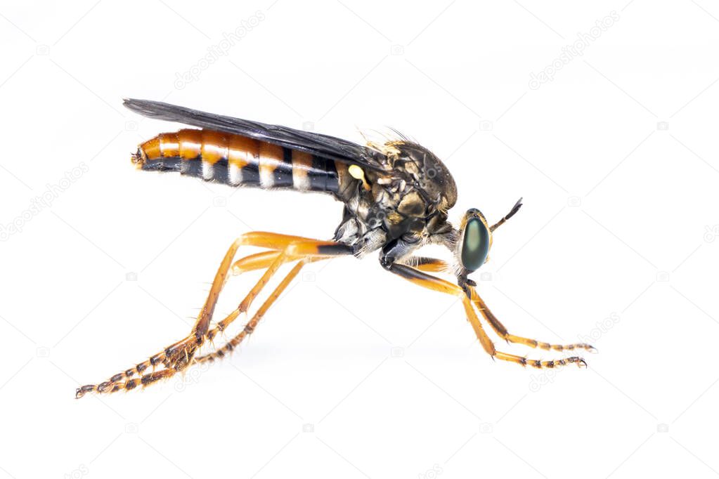 Image of the Asilidae are the robber fly family, also called assassin flies. on white background. Insect. Animal