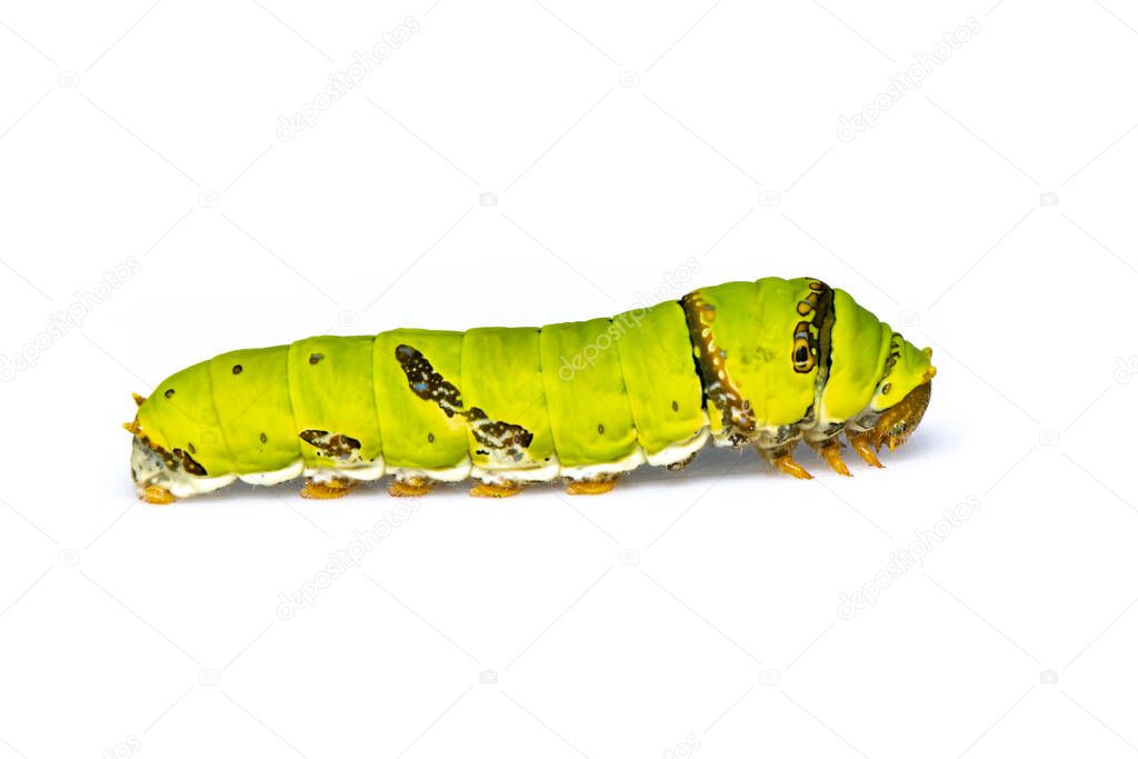 Image of lime butterfly caterpillar isolated on white background. Insect. Animal. Green worm