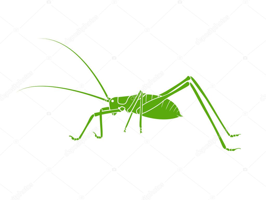 Vector of green bush-cricket long horned grasshopper on white background. From side view. Insect. Animals.