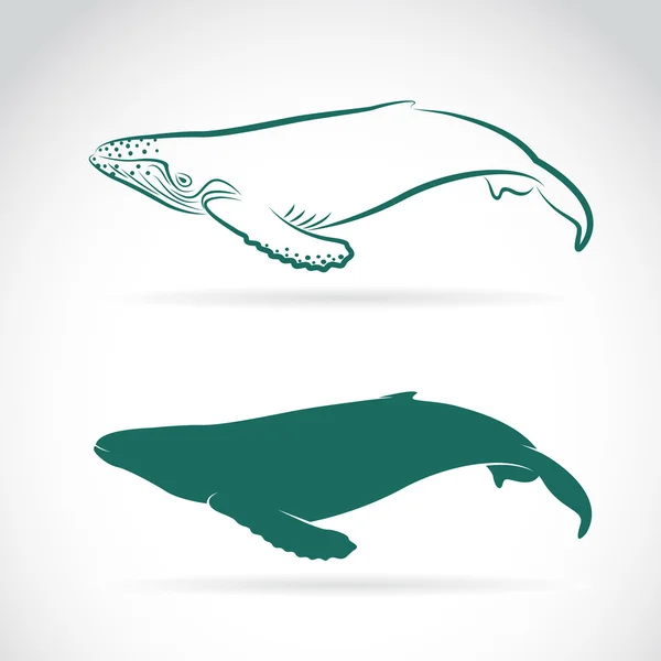 Векторное изображение кита на белом фоне — стоковый вектор