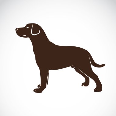 bir köpek labrador vektör görüntü