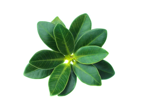 Green leaf isolated on a white background — Stock Photo, Image