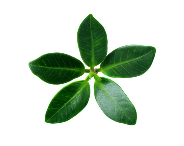 Зеленый лист на белом фоне — стоковое фото