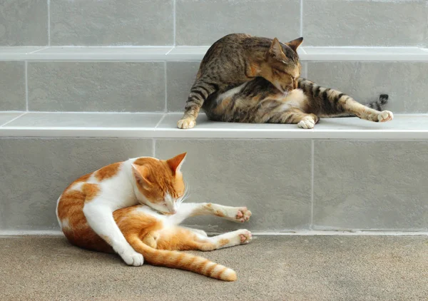 Retrato de dos gatos lamiendo su piel . — Foto de Stock