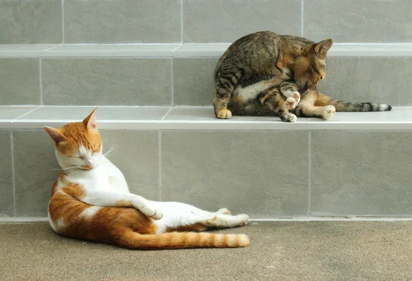 Portrait de deux chats léchant sa fourrure . — Photo