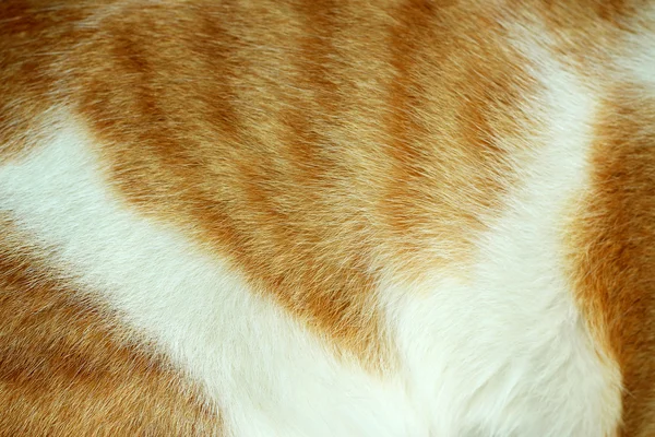 Close-up of cat fur brown fur and white for background or textur — Stok Foto