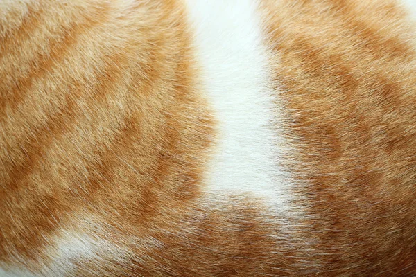 Крупный план меха кошки коричневый мех и белый для фона или текстуры — стоковое фото