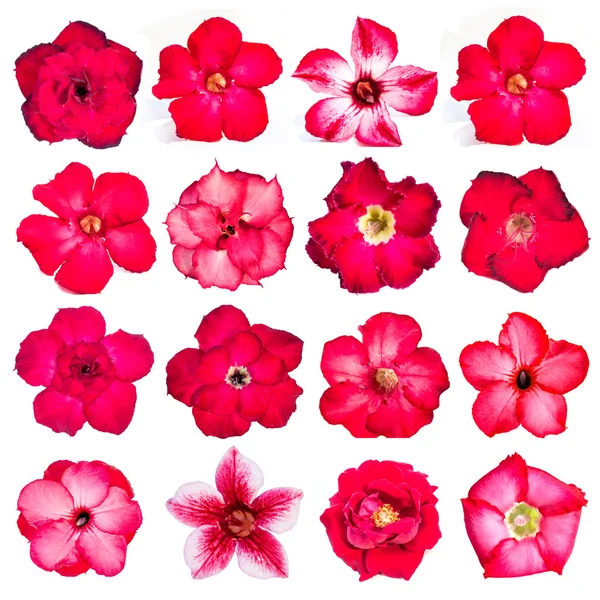 Collection of red flowers isolated on white background. — Stock Photo, Image