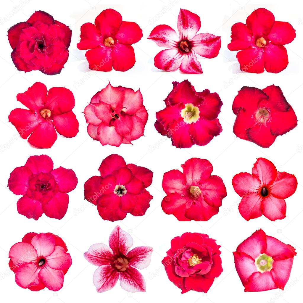 Collection of red flowers isolated on white background. — Stock Photo © yod67 58126947