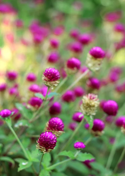 Flor de amaranto — Fotografia de Stock