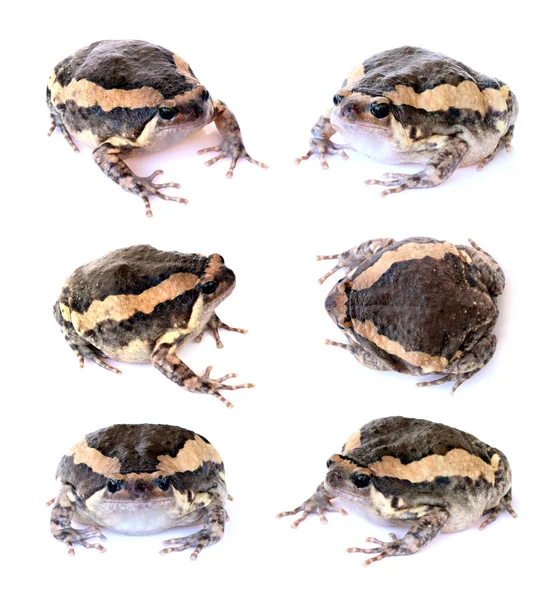 ชุด Bullfrog แยกกันบนพื้นหลังสีขาว — ภาพถ่ายสต็อก