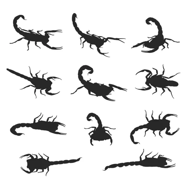 Vector image of an scorpion on white background — Stock Vector