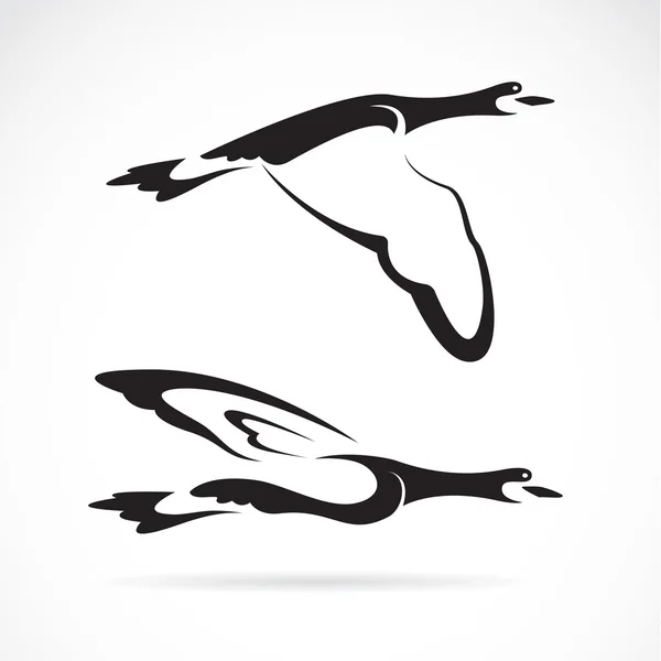 Vector image of an flying wild duck on white background Stock Illustration
