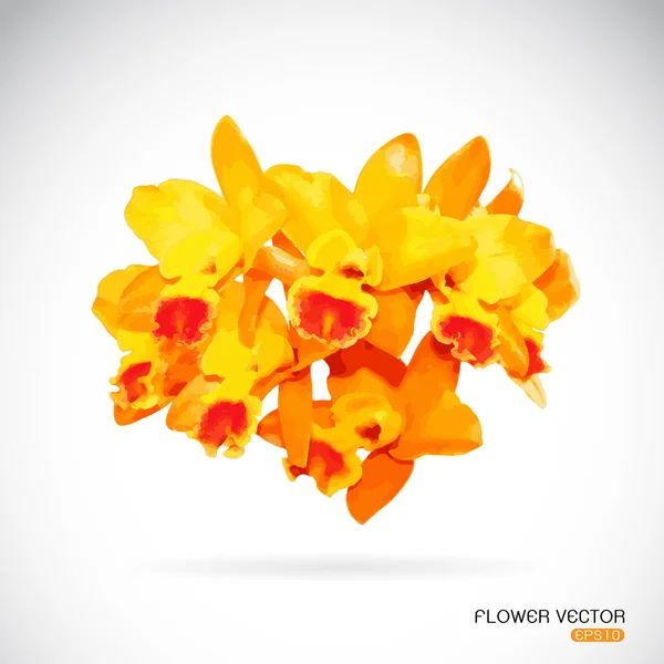 Vector afbeelding van orchidee bloem op witte achtergrond — Stockvector