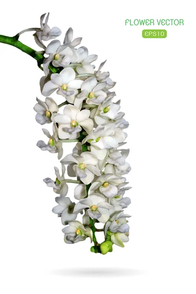 Vector afbeelding van orchidee bloem op witte achtergrond — Stockvector