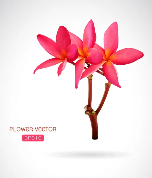 Vector afbeelding van frangipani bloem op witte achtergrond — Stockvector