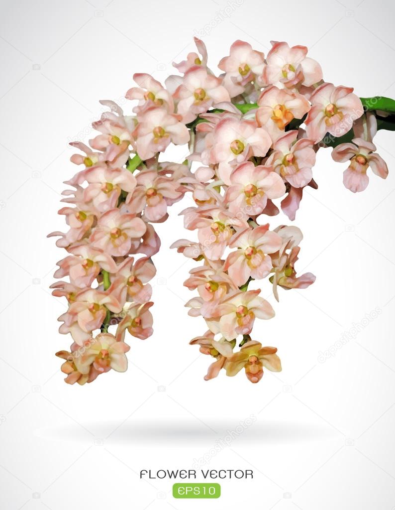 Vector image of orchid flower on white background