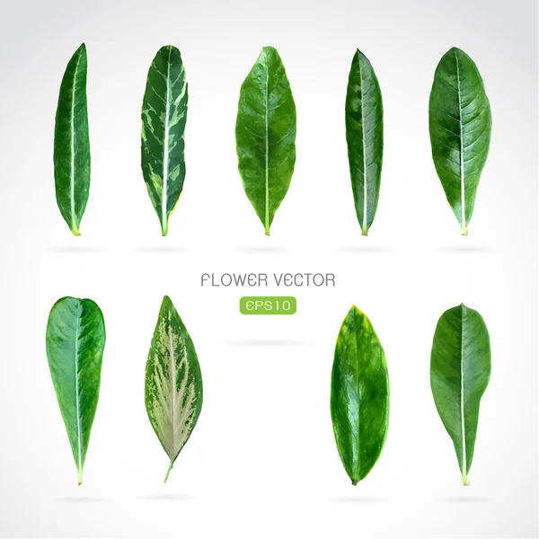 Imagen vectorial de hojas sobre fondo blanco — Archivo Imágenes Vectoriales