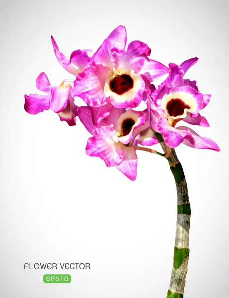 Vector afbeelding van orchidee bloem op witte achtergrond — Stockvector