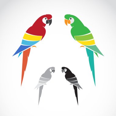 Vector image of a parrot on white background.