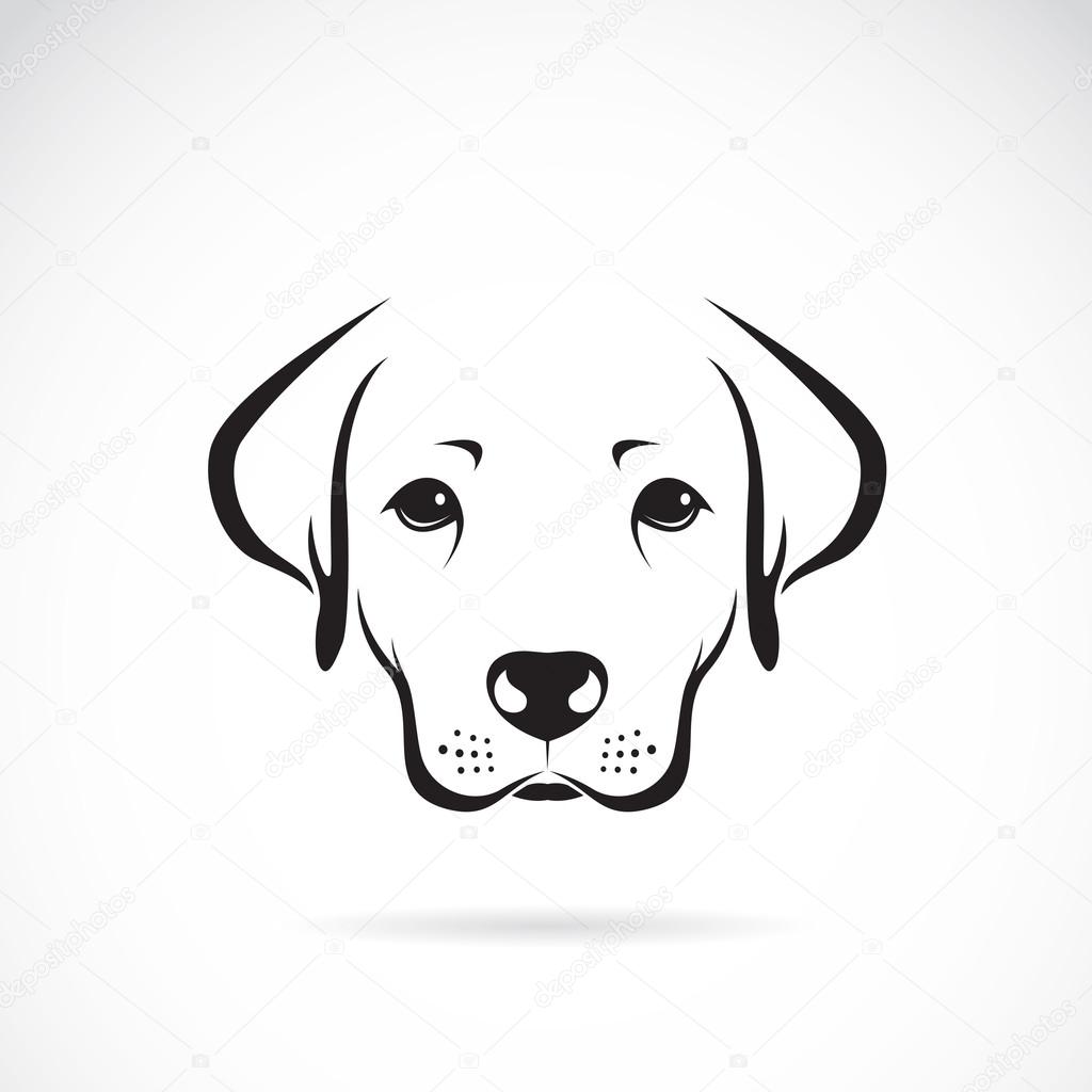 Vector image of an dog labrador on white background