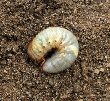 Image of beetle larvae on the ground. clipart