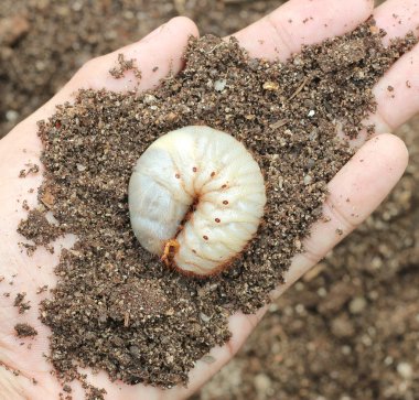 Image of grub worms in the human hand. clipart