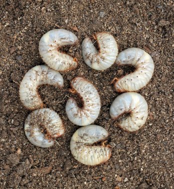 Group of beetle larvae on the ground. clipart