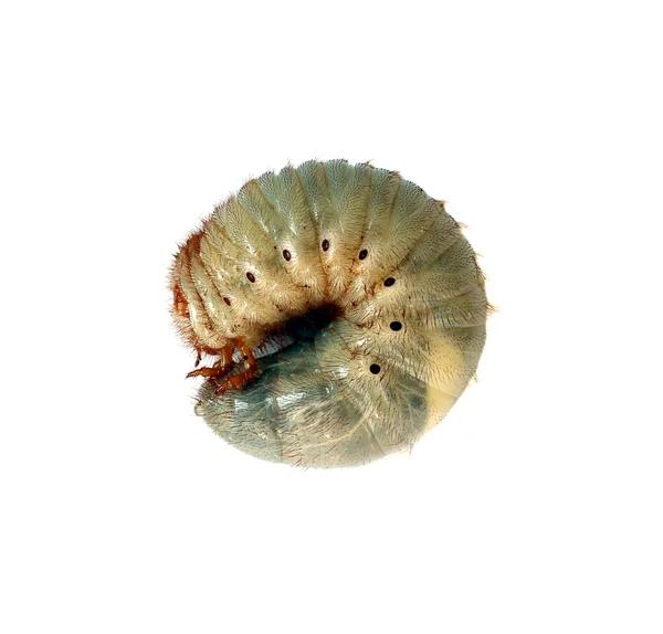 Immagine di scarabeo verme su sfondo bianco . — Foto Stock