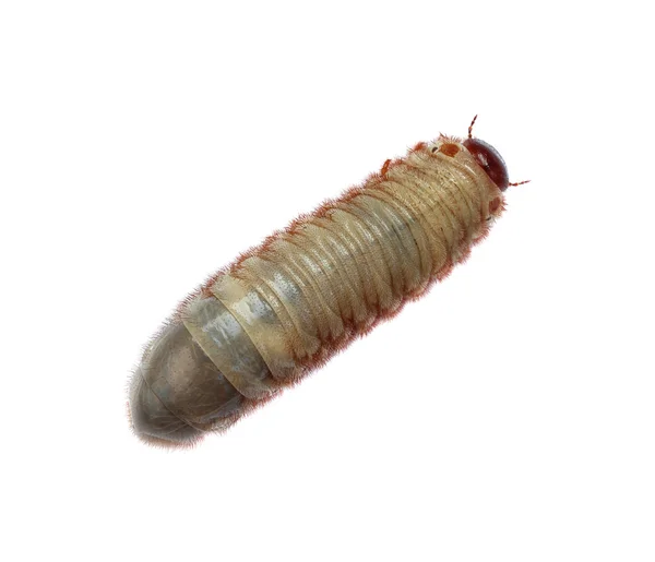 Gambar kumbang cacing pada latar belakang putih . — Stok Foto