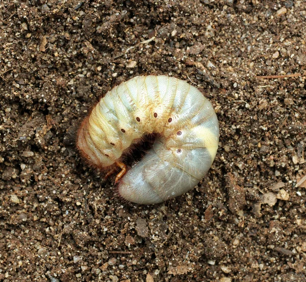 地上ではカブトムシの幼虫の画像. — ストック写真