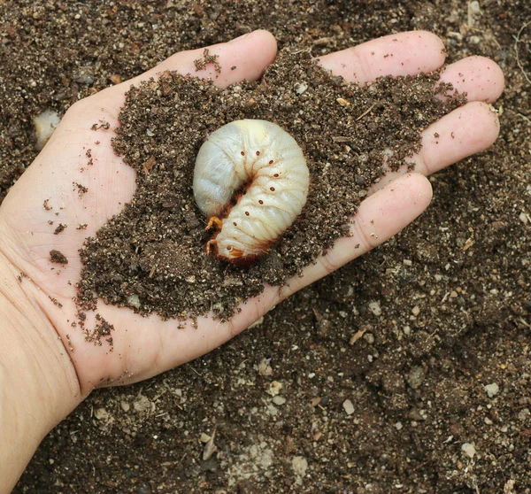 Imagen de gusanos de larva en la mano humana . — Foto de Stock