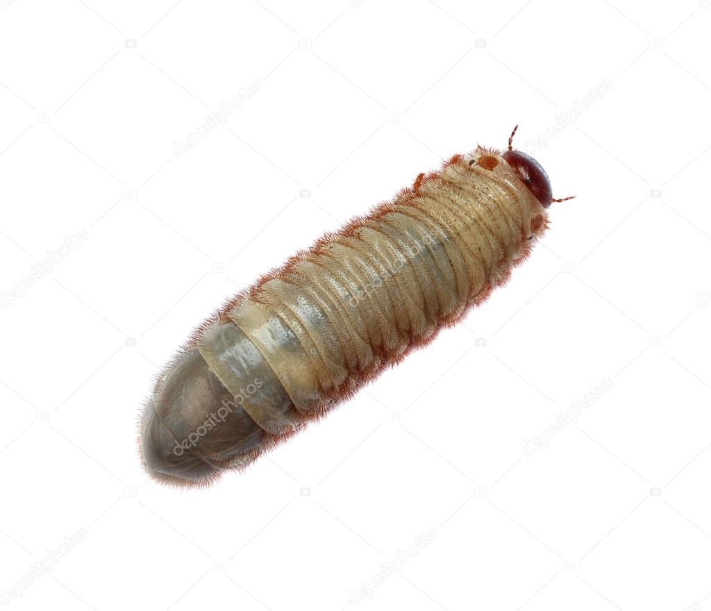 Image of worm beetle on a white background.