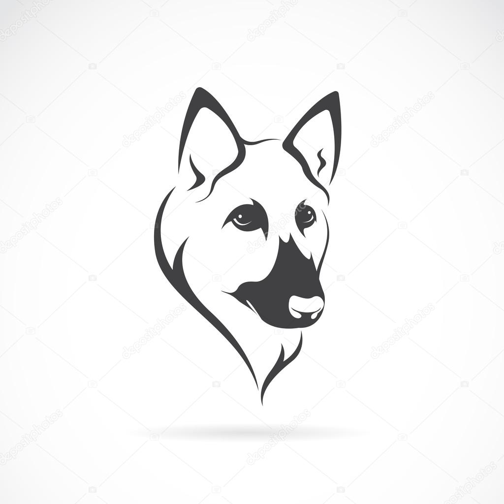 Vector image of an german shepherd face on white background