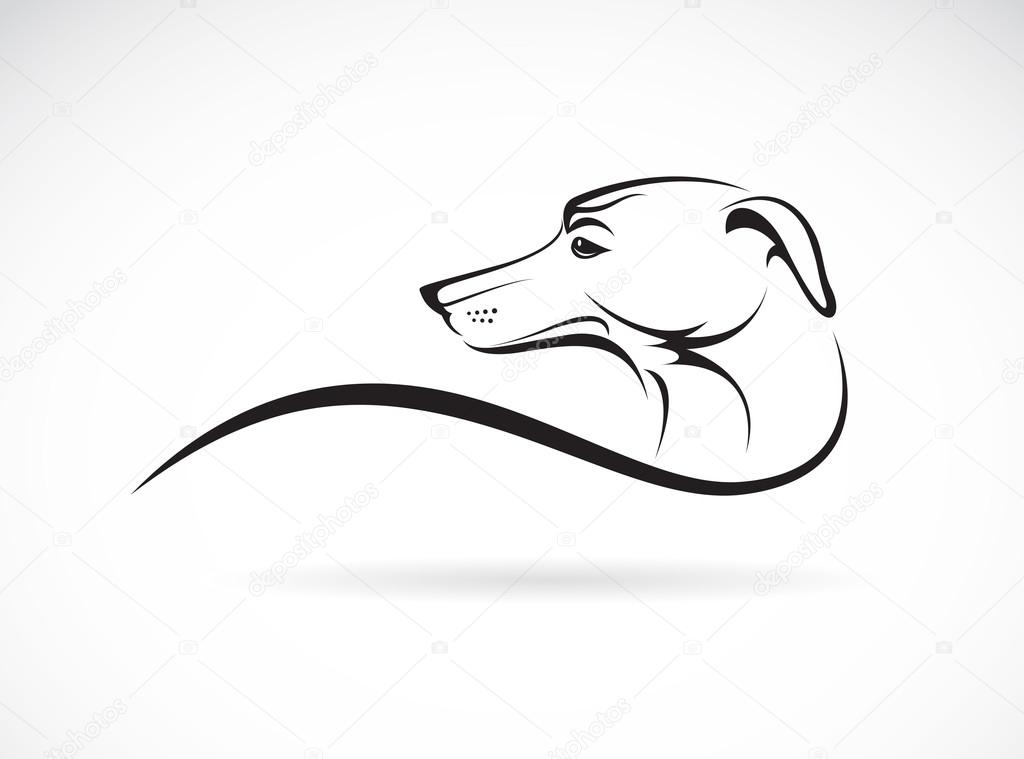 Vector image of an dog (azawakh) on white background